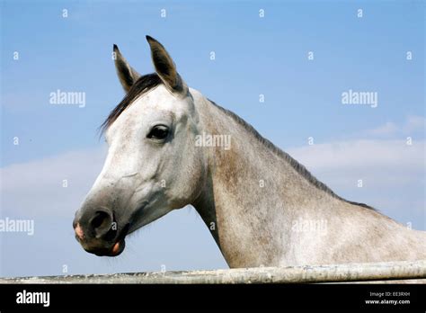 Portrait Of An Beautiful Arabian Grey Horse Close Up Of A Gray Arabian