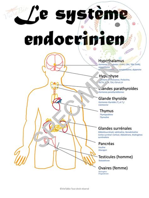 Anatomie Du Systeme Endocrinien Vietabio