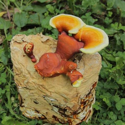 Reishi Mushroom Grow Kit - Grow Mushrooms Canada