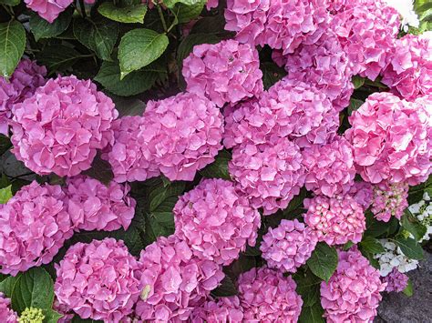 Rosafarbene Hortensie Im Garten Bild Kaufen