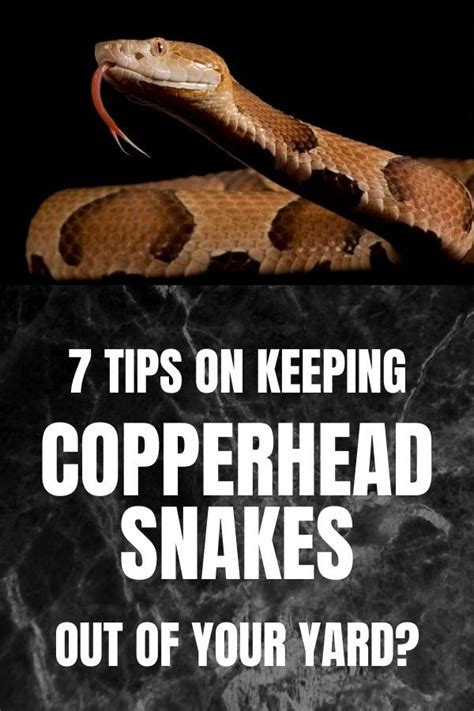 How To Keep Copperhead Snakes Out Of My Yard At Zachary Willis Blog