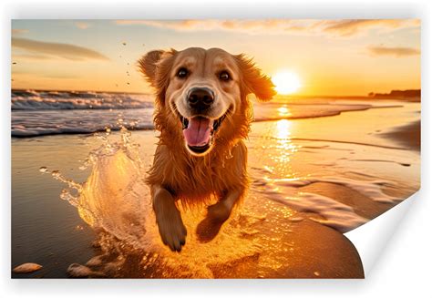 Fototapeta Premium Struktura Zmywalana Golden Retriever Biegn Cy Po