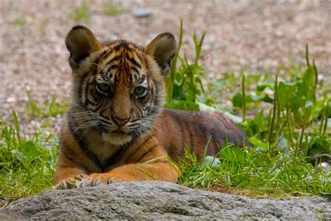 sumatran tiger cubs Archives - WildCats Conservation Alliance