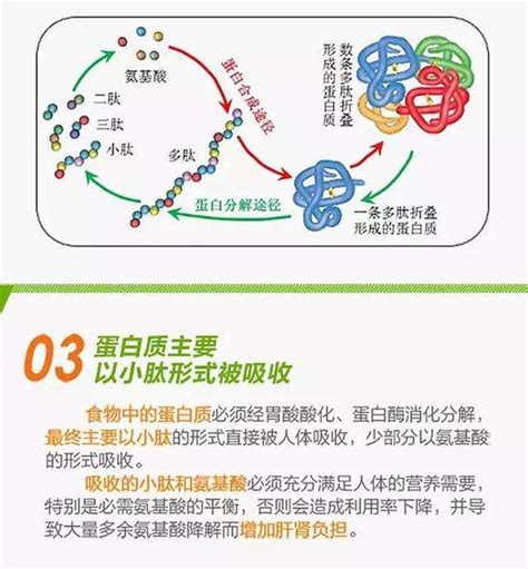 胶原蛋白生物学原理？寡肽与多肽的区别？ 燕窝百科