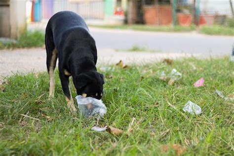 Perro Tendido En La Hierba Foto Premium