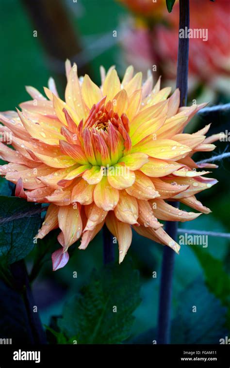 Orange Cactus Dahlia Hi Res Stock Photography And Images Alamy