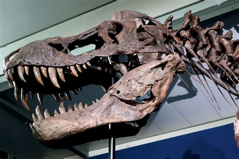 Tyrannosaurus Rex Trinity 50 Prozent Des Skelett Sind Ec Flickr