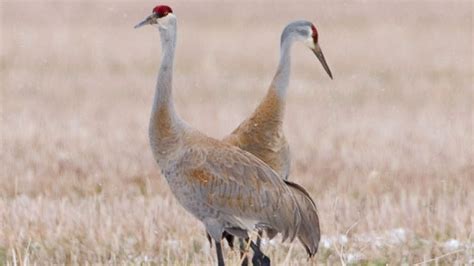 Alberta Adds Sandhill Crane Hunting Season Cbc News