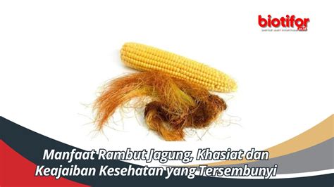 Manfaat Rambut Jagung Khasiat Dan Keajaiban Kesehatan Yang Tersembunyi