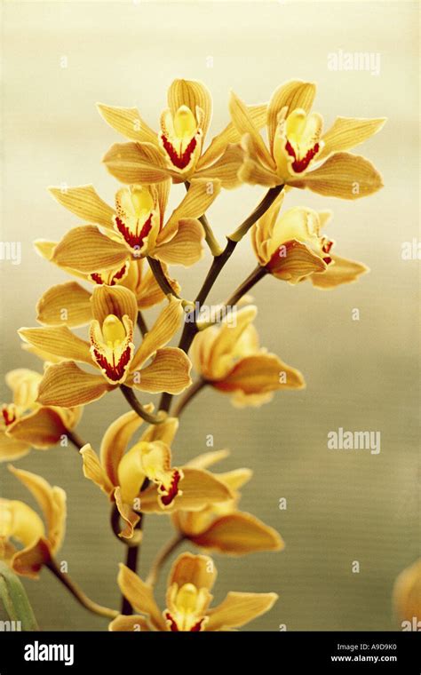 Orchid Rare Flower Pale Yellow Orangish Colour Growing In North East