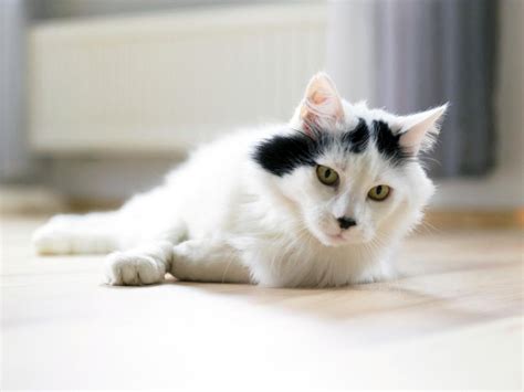 10 Friendly Black and White Cat Breeds