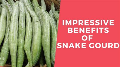 Know About The Impressive Benefits Of Snake Gourd Youtube