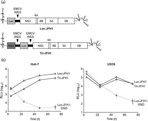 Tricistronic Replicon Tri Jfh1 Replicates Transiently In Huh 7 And U2os