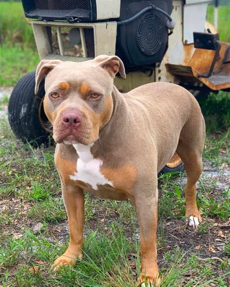 Tri Color Pitbull Breed Info Pictures Genetics And Facts