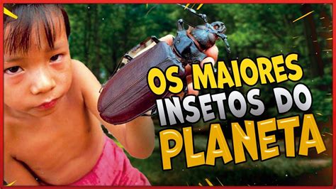 Quais Os Maiores Insetos Do Planeta Descubra Youtube