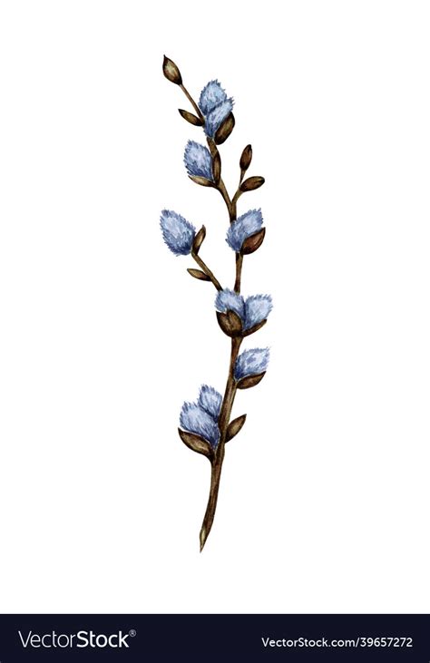 Watercolor Of A Pussy Willow Branch Royalty Free Vector