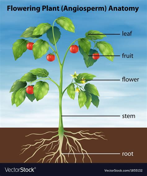 Parts Of A Tomato Plant Diagram Pruning Suckers Prune Finger