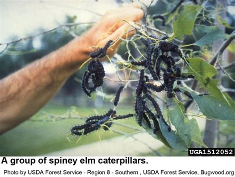 Mourning Cloak Butterfly / Spiny Elm Caterpillar | NC State Extension ...