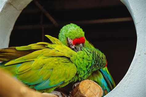 Macaw Couple At Local Acquarium Stock Image Image Of Green Colorful