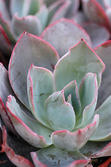 Echeveria Nodulosa Devil Mountain Wholesale Nursery