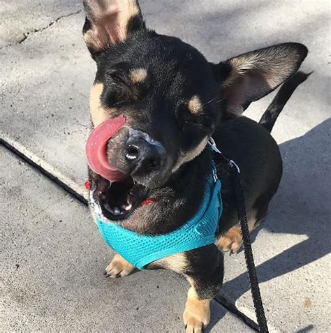 Rottweiler Chihuahua Mix: A Gentle Giant Or A Bold Minnie?