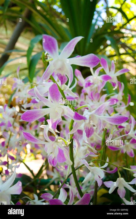 Beauty Of Dendrobium Orchids Stock Photo Alamy