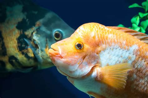 The 6 Best Cichlid Foods Reviewed - 2023 - Herbivore and Carnivore Diets