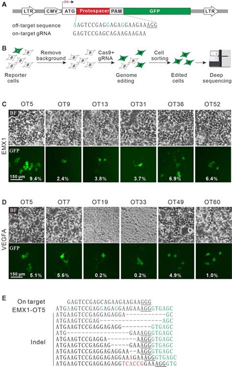 Frontiers A Highly Sensitive Gfp Activation Assay For Detection Of