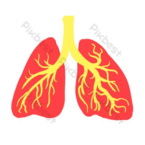 Internal Organs PNG Images | PSD Free Download - Pikbest