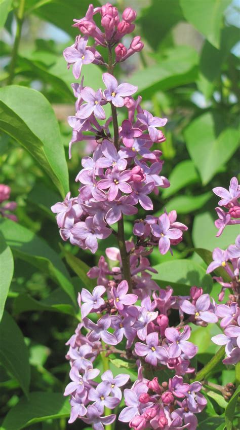 Plant of the month. May 2015 LILAC FAMILY – Glacier View Landscape and ...