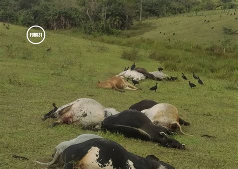 Guaratinga Descarga Elétrica Mata Vacas E Causa Prejuízo De R 120 Mil