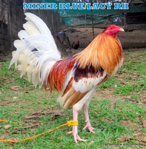 Game Fowl Fancy Chickens Chickens And Roosters Chickens Backyard