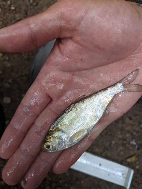 Threadfin Shad Threadfin Shad Captured During Fisheries Su Flickr