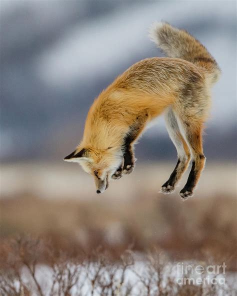 Red Fox Mousing Photograph By Brad Schwarm Pixels