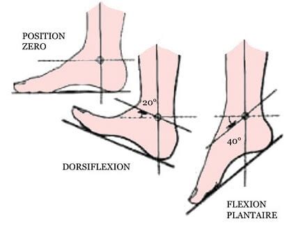 Le Pied et la Cheville Comprendre ses douleurs et le rôle de l