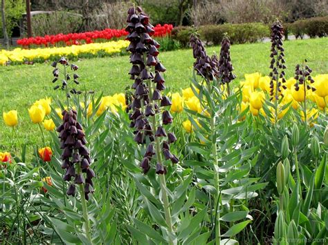 Famous Fritillaria Persica Flowers Desi Comments