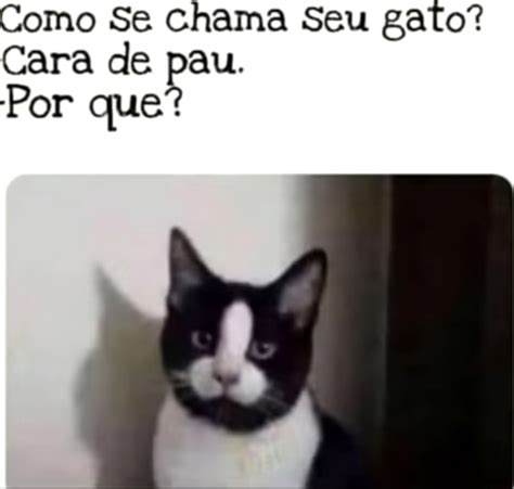 Como Se Chama Seu Gato Cara De Pau Por Que Seo Title