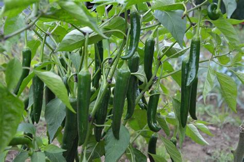 How To Grow Chilli Plants At Home Pepper Mirchi Gardening Tips