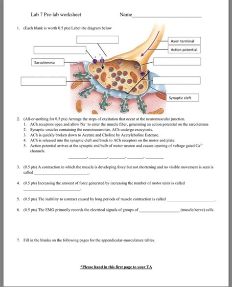 The Anatomy Of A Synapse Worksheet Answer Key Anatomical Charts And Posters