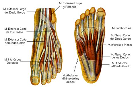 Anatom A De Los M Sculos Del Pie Conoce Sus Or Genes Funciones Y