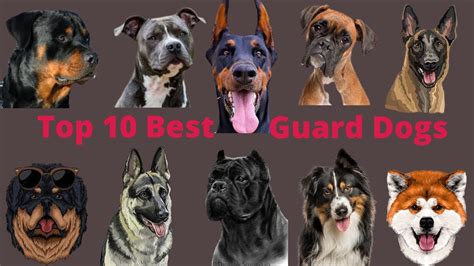 Top 10 Best Guard Dog Breeds In 2023 Dogs Puppies Youtube