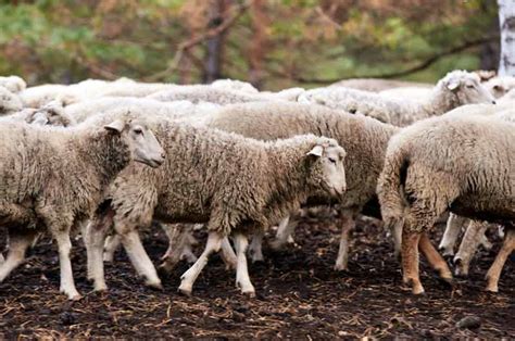 Composting Sheep Manure: Create Organic Fertilizer