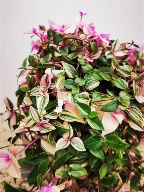 Tradescantia Fluminensis Tricolor Plant Care And Growing Basics Water