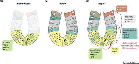 The Intestinal Stem Cell Niche Homeostasis And Adaptations Trends In