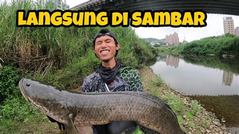 Mancing Ikan Gabus Besar Di Sungai Air Tenang Youtube