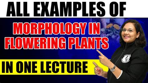 All Examples Of Morphology In Flowering Plants In One Lecture Youtube