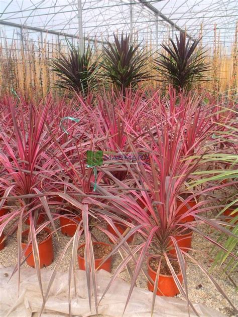 Cordyline Cabbage Palm Cabbage Tree Ti Kouka Torbay Palm Dracaena