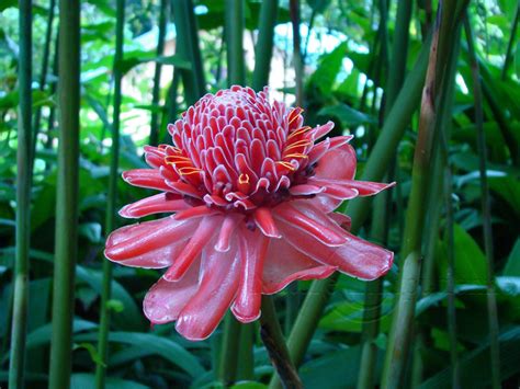 La Flore En Martinique Untuk Mempercantik Ruangan