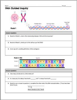 Dna Structure And Function Inquiry Activity By Biology With Brynn And Jack