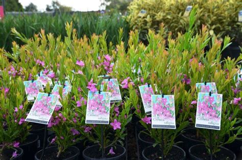 Crowea Saligna Wholesale Nursery Nurseries In Melbourne Sydney